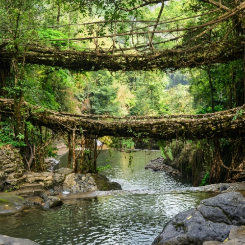 Nongriat Double Decker Living root bridge